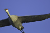 Sandhill Crane