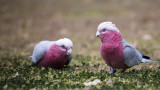 Juvenile Galah