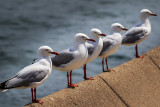 Gulls Waiting for Lunch