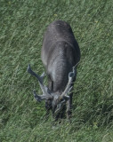 Caribou