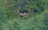 A well hidden moose