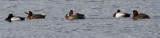 Three Pairs of Greater Scaup on Fresh Pond Today