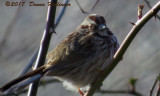 Swamp Sparrow At Blair Pond