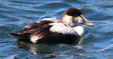 First Winter King Eider?  He has some wire in his wing