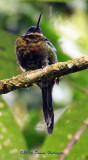 Jacamar in Ecuador