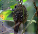Spotted Antbird Female