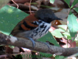 Spotted Antbird Male