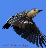 Red-crowned Woodpecker