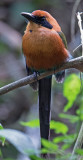 Rufous Motmot