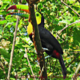 Keel Billed Toucan in the tree