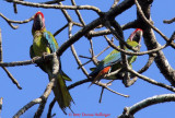 Two Screaming Great Green Macaws