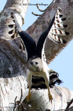 Crested Eagle Female Flying