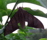 Sphinx Moth  Pachylia darceta.