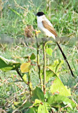 Tyrannus savana Fork-tailed Flycatcher