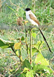 Fork-tailed Flycatcher  (Tyrannus savana)