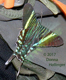 Darien Green Butterfly on a backpack With Canopy Camp Guide Eliazar