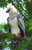 Harpy Eagle chick  About 1.5 years old waiting for her Mum!