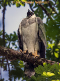Harpy Eagle chick Calling for Momma