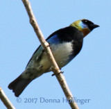 Golden Hooded Tanager