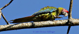 Great Green Macaw (Ara ambigua)