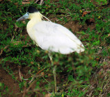 Capped Heron (Pilherodius pileatus)
