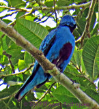 Blue Cotinga (Body to show the scarlet belly)