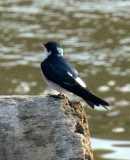 Blue and white Swallow?