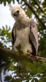 Harpy Eagle chick  About 1.5 years old waiting for her Mum!