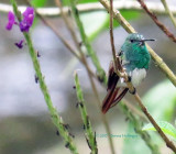 Snowy-breasted Hummingbird