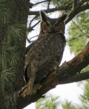 Great Horned Owl Female Mature