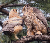 Parent to Baby Great Horned Owls