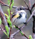 Today near the lilac, this myrtle warbler was flycatching!