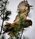 Flying  Owlette