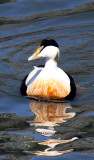 Common Eider Male in Breeding plumage