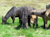 Icelandic Horses grazing on the way to Pingevellir