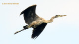 Immature Heron Flying