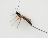 Ichneumon Wasp