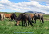 Icelandic Horses grazing on the way to Pingevellir