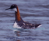 Female Red-necked Phalarope Feeding