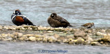 Two Harlequin Ducks and a Dunlin