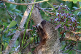 A sloth eating Cecropia Leaves
