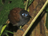 Chestnut Backed Antbird Male