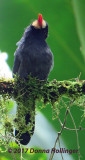 White Fronted Nunbird