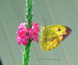 VERVAIN bUTTERFLY