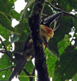 Collared Aracari