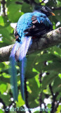 Resplendent Quetzal Male