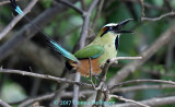 Turquoise Browed MotMot