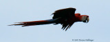 Scarlet Macaw