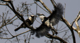 Two Puffbirds