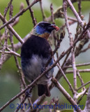 Golden Headed  Tanager